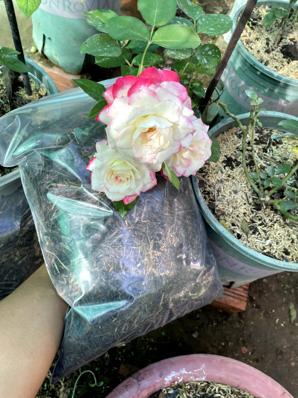 Phân rơm hoai mục - Gói 5dm3 phân rơm