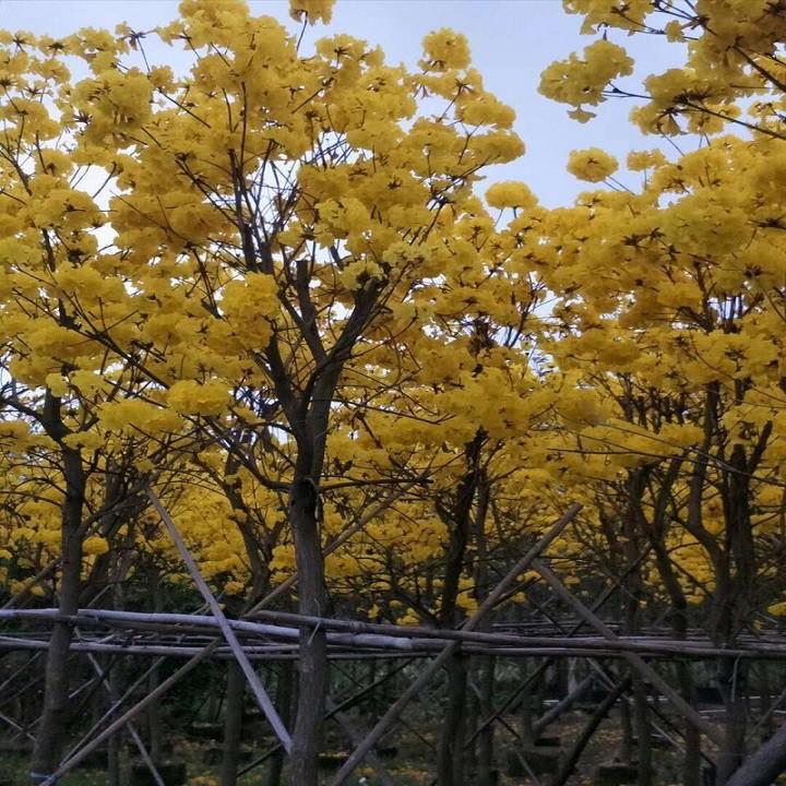 BẦU CÂY PHONG LINH VÀNG GIỐNG