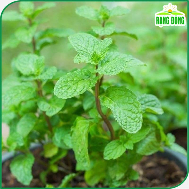 Hạt giống Húng Lủi Rado 931 (0,2g~700 hạt) thu hoạch nhiều lần,trồng quanh năm - Hạt giống Rạng Đông