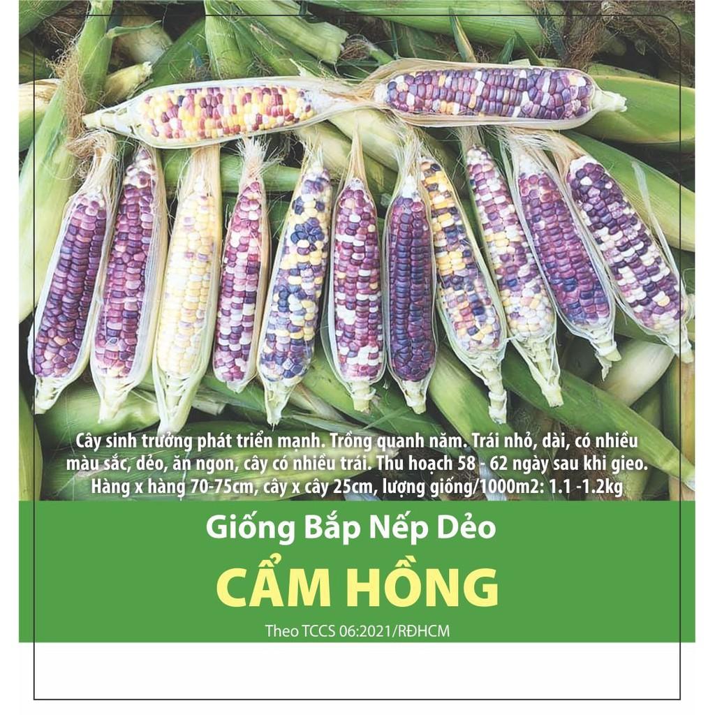 Hạt Giống Bắp Nếp Dẻo Cẩm Hồng - Trái Dẻo Ăn Ngon Dễ Trồng- NON GMO- Hạt giống Rạng Đông, Chất lượng vượt trội !