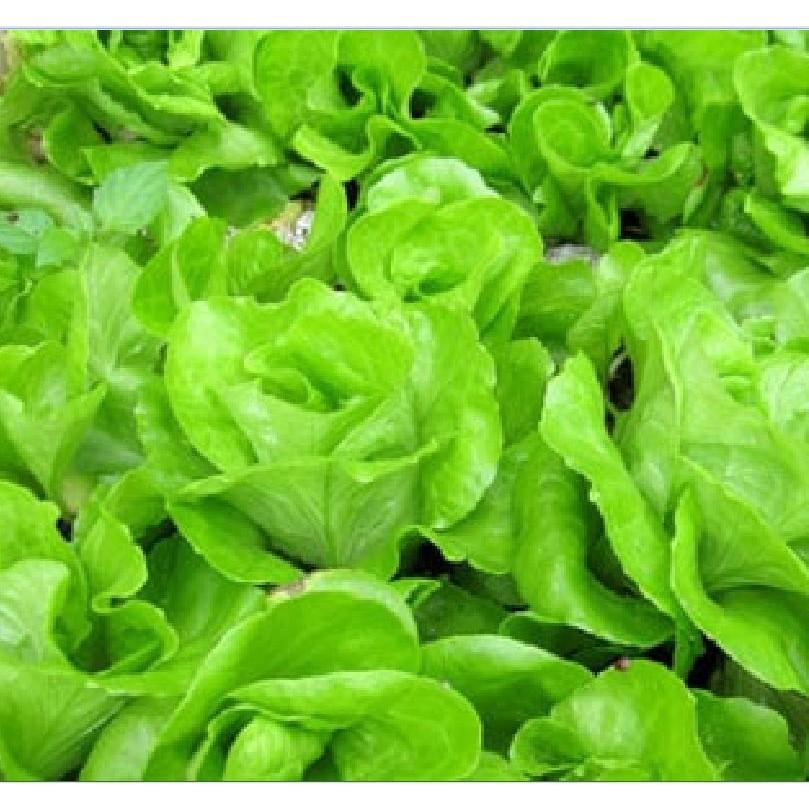 Hạt giống rau xà lách chịu nhiệt 5gr/gói