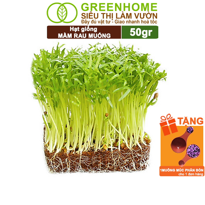 Hạt Giống Mầm Rau Muống Greenhome, Gói 50G, Dễ Trồng Quanh Năm, Nảy Mầm Cao, Thu Hoạch Nhanh, Năng Suất Cao R14