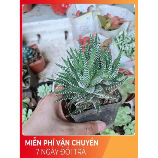 Chậu Móng Rồng