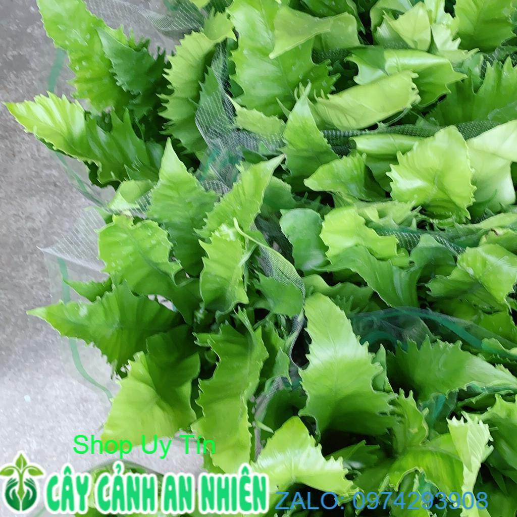 Cây Dương Sỉ Thái