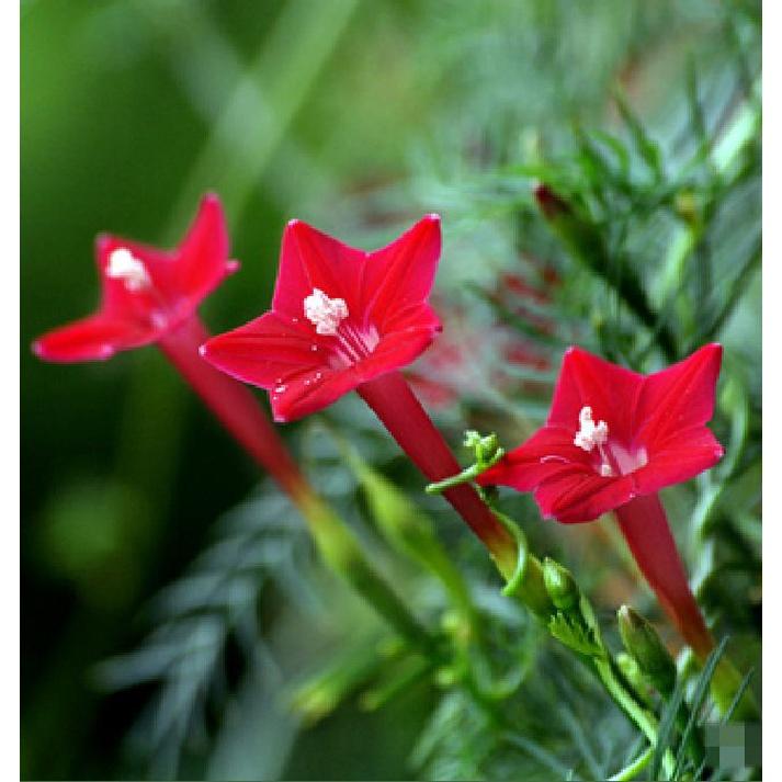 Combo 3 gói hạt giống hoa leo dàn tóc tiên -tặng kèm 1 gói kích thích nảy mầm