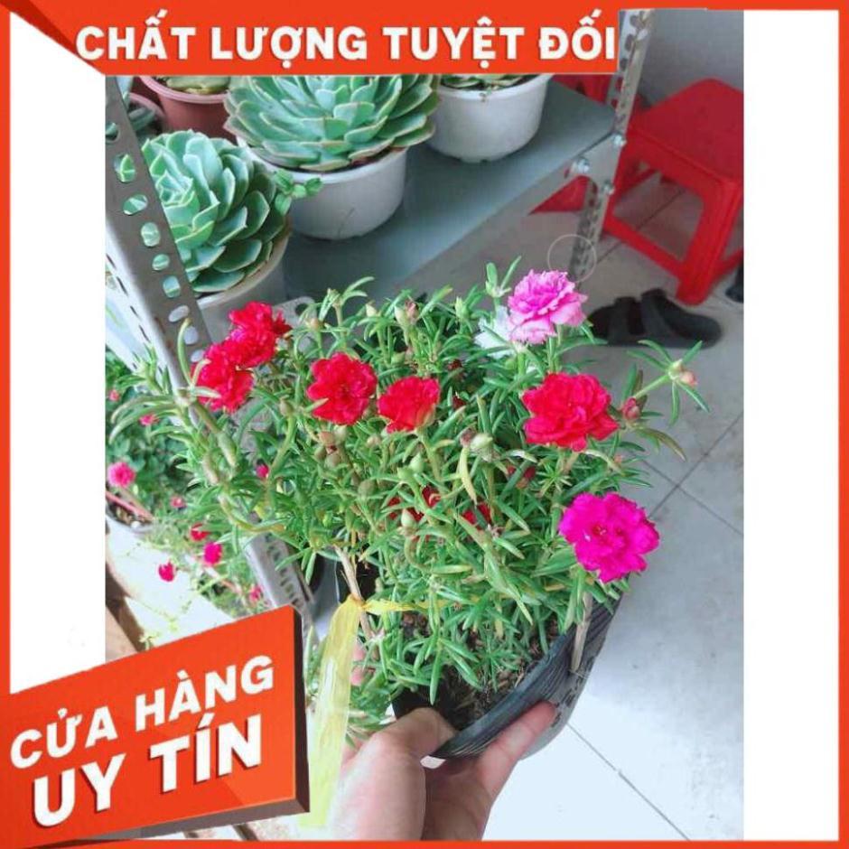 Hoa mười giờ mỹ Nhiều Người Mua