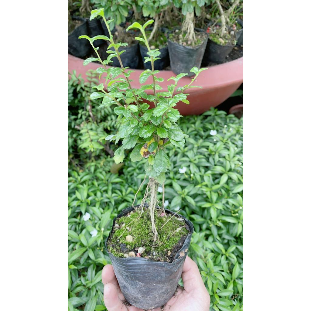 Cây Trà Phúc Kiếng