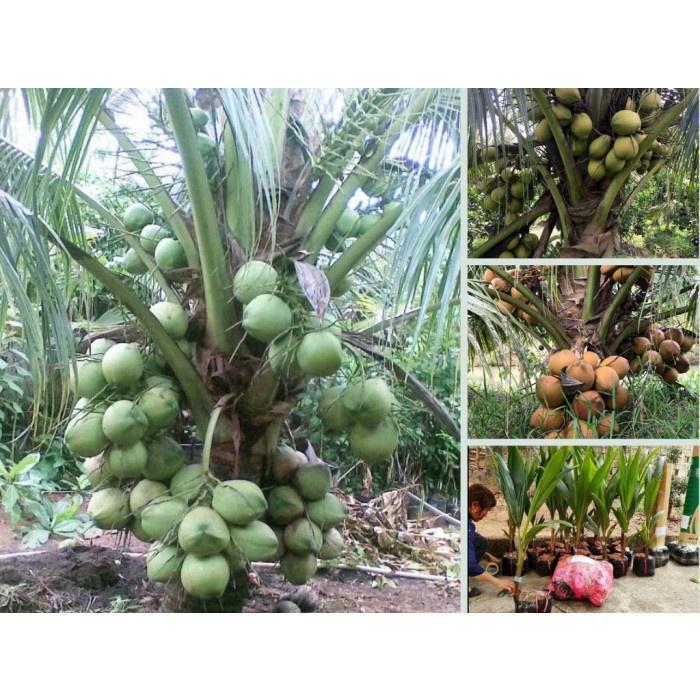 Cây giống dừa xiêm xanh ruột hồng
