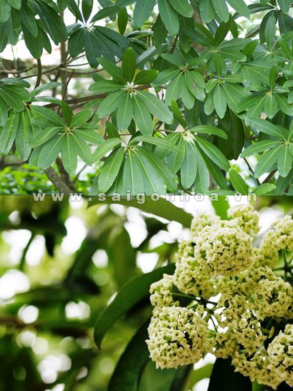 Cây Hoa Sữa Giống