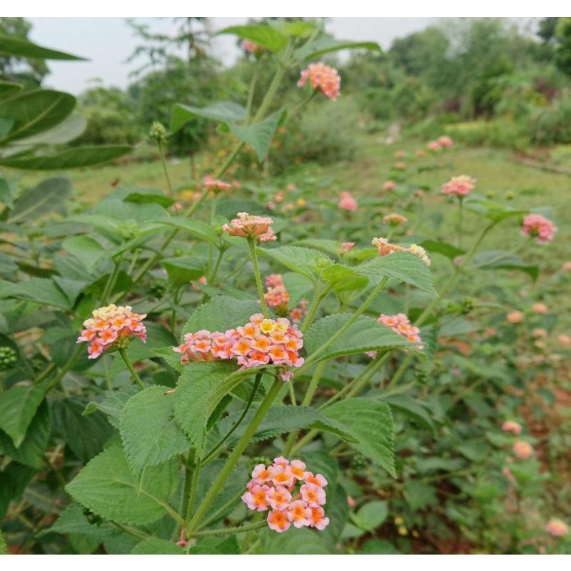 Hoa ngũ sắc vàng hồng thân gỗ