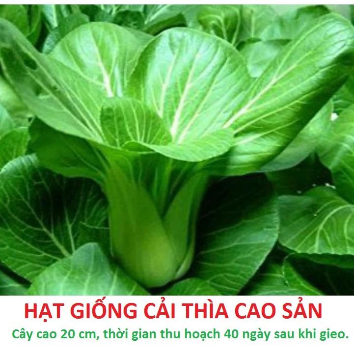 Hạt giống cải thìa - cải ngọt cao sản - gói 20gr