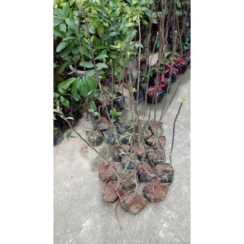 Cây táo đỏ