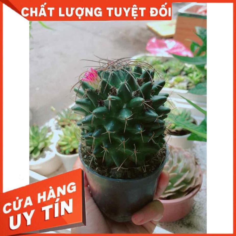 Xương rồng Nhiều Người Mua