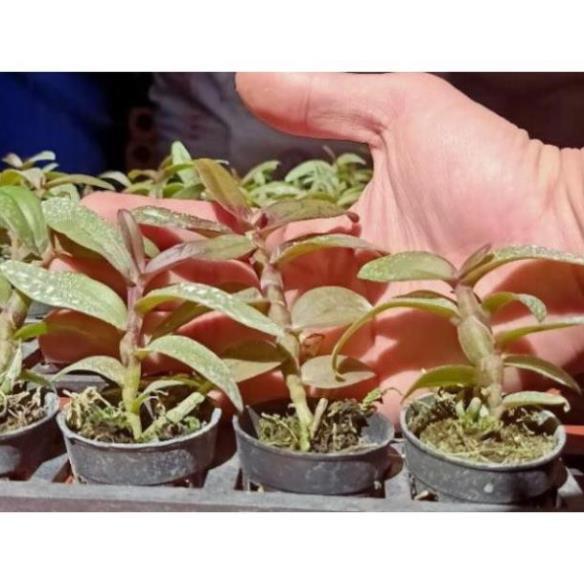 Hoa phong lan- giả hạc mắt cua + 700g phân thỏ hữu cơ ki mập khỏe ấm chậu