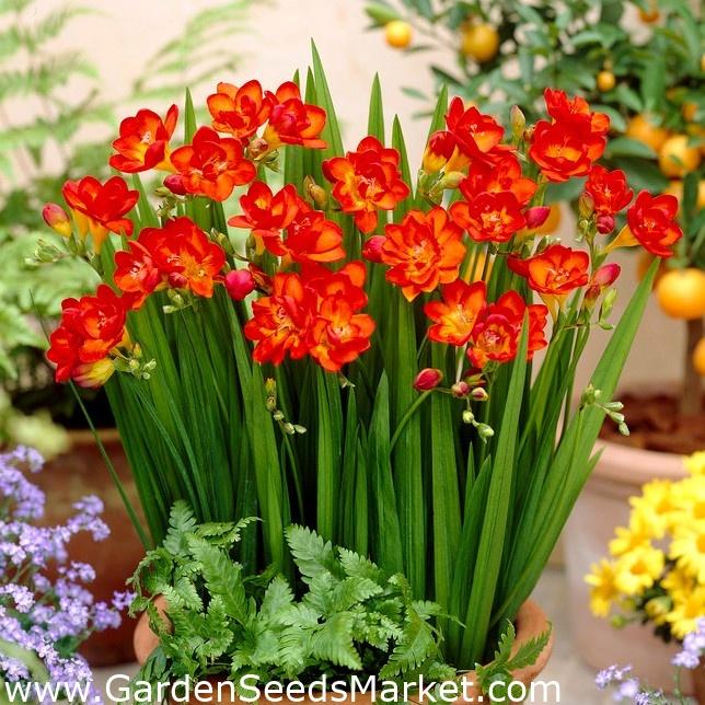 Combo 3 Củ giống hoa lan nam phi hoa màu đỏ,