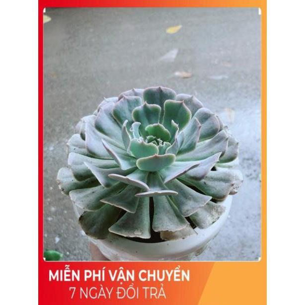 Chậu Sen Đá Bắp Cải Tím Size Đại