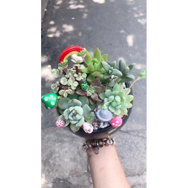 Chậu tiểu cảnh 04