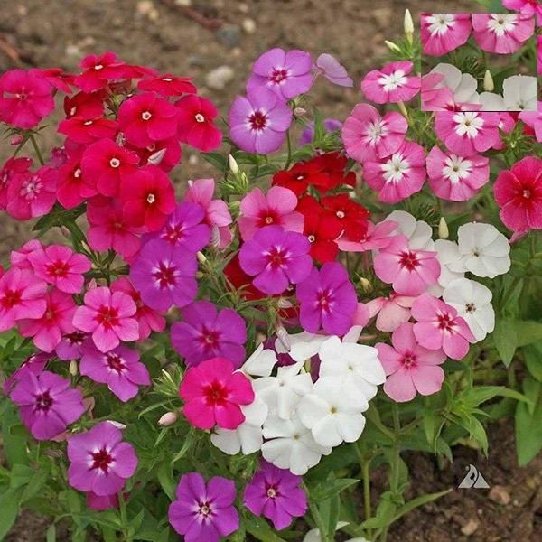Hạt Giống Hoa Thanh Trúc Mix Màu KNS3666 - Gói 50 hạt