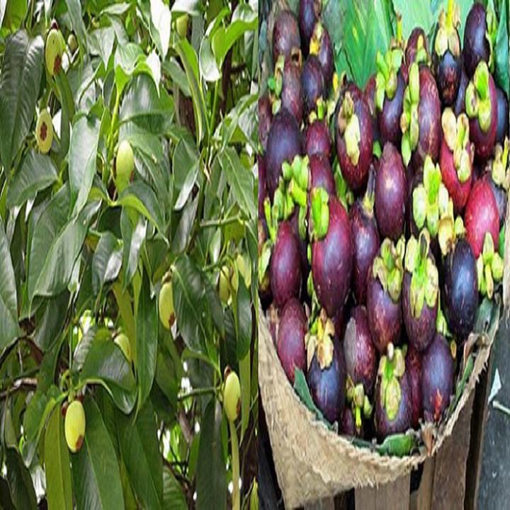 CÂY MĂNG CỤT