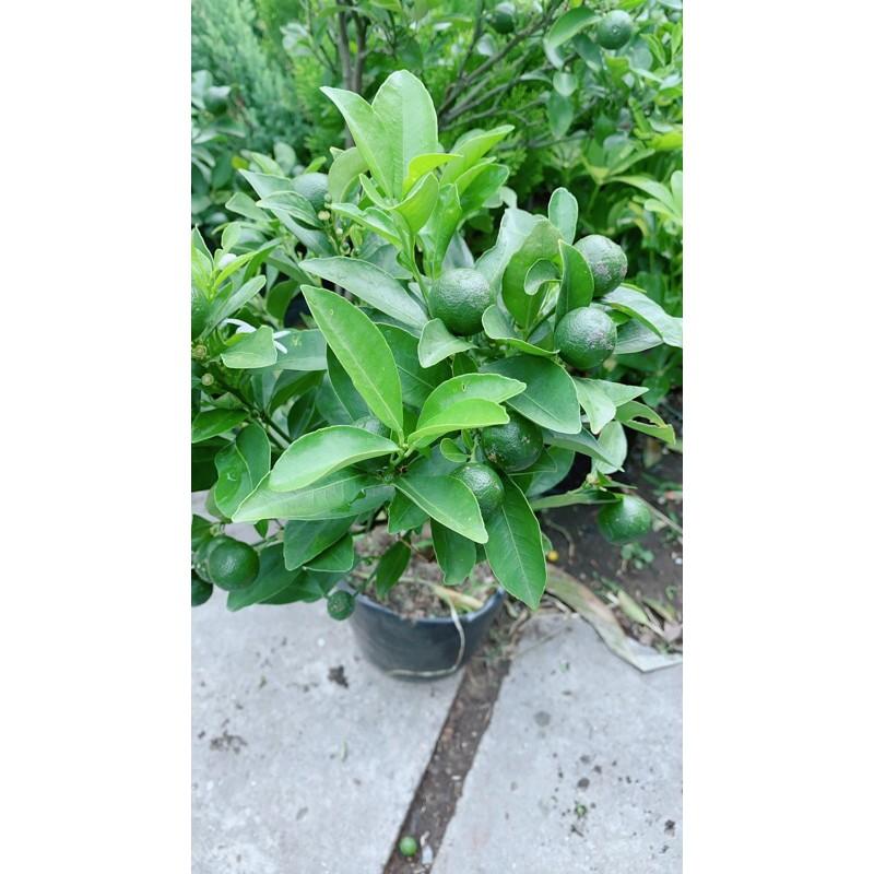 Cây Tắc Sẵn Trái