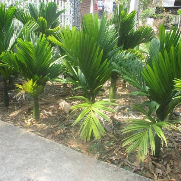 Cây giống CAU LÙN - Cây giống chuẩn F1