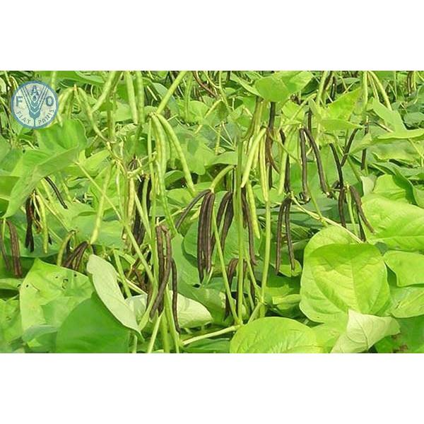 Hạt giống đậu đen xanh lòng - Gói 100gr