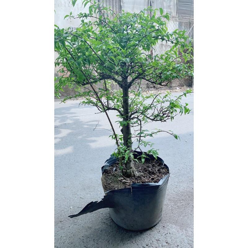 Mai Chiếu Thuỷ Bonsai