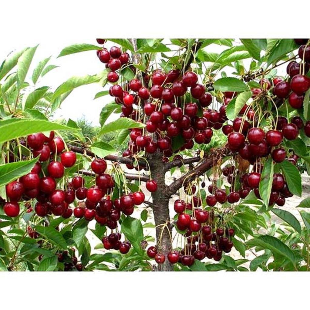 CÂY GIỐNG CHERRY BRAZIL CHỊU NHIỆT,QUẢ TO ĐỎ MỌNG CAM KẾT CHUẨN GIỐNG F1