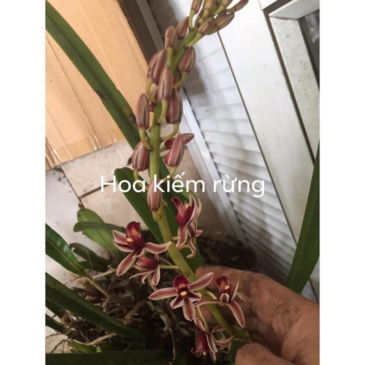 Hoa lan kiếm, COMBO 5 THÂN ĐỊA LAN KIẾM boóc cây đẹp sản phẩm mới