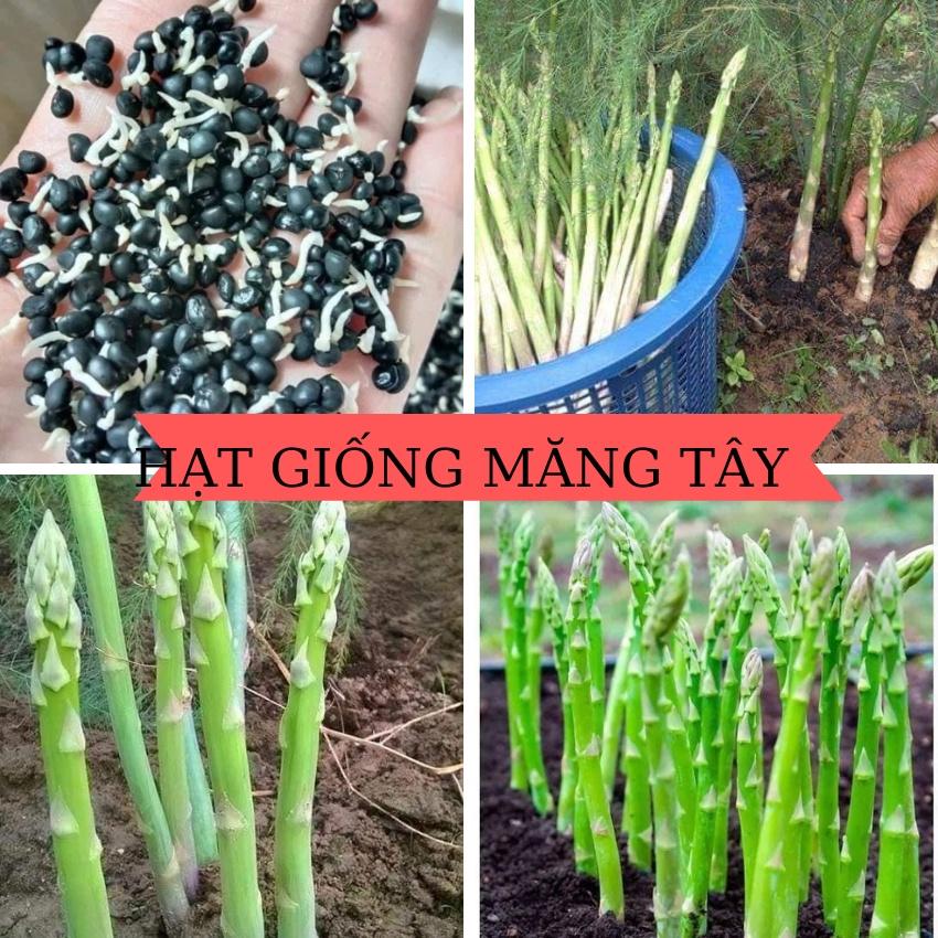 HẠT GIỐNG MĂNG TÂY XANH  (gói 60 hạt ) CHUẨN F1