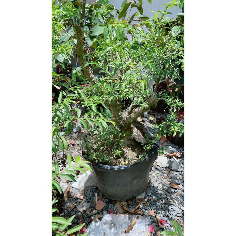 Cây Mai Chiếu Thuỷ Bonsai