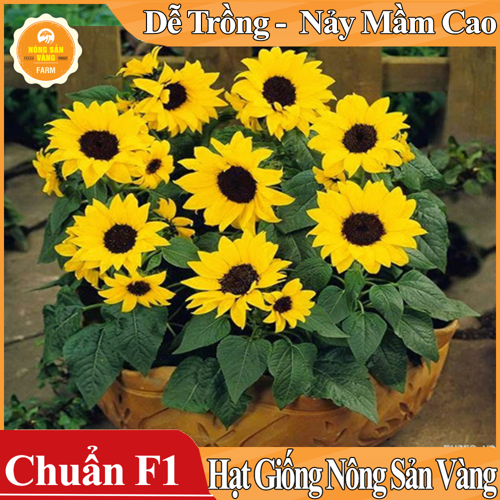 Hạt giống Hoa Hướng Dương Vàng Lùn ( Gói 30 Hạt )