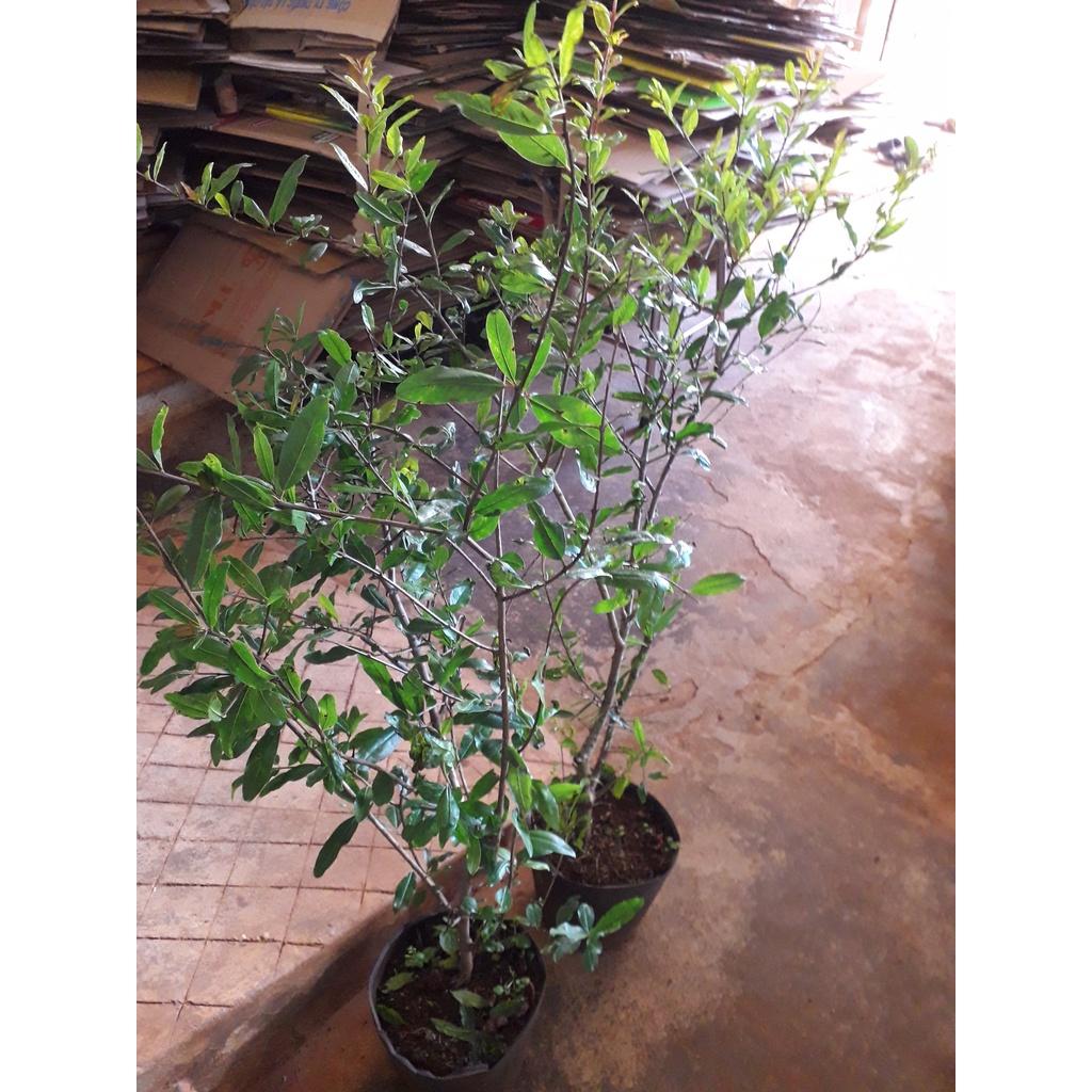 CÂY GIỐNG LỰU ĐỎ KHÔNG HẠT