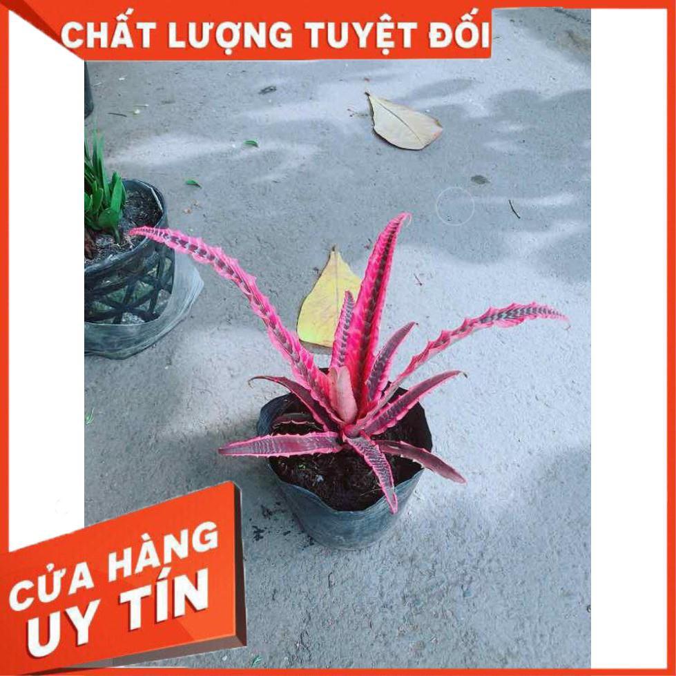 Cây Dứa Đuôi Phụng Nhiều Người Mua