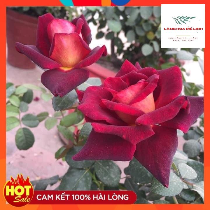 Hoa Hồng Thân gỗ DARK Night Rose - Đẹp, độc, lạ Màu đỏ thẫm, phần cuối màu đen -đỏ - thơm dịu nhẹ