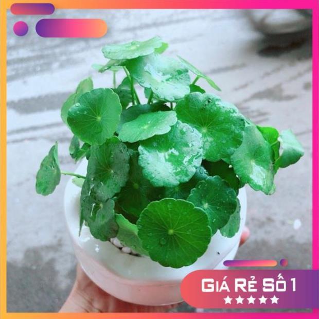 Chậu Cỏ Đồng Tiền