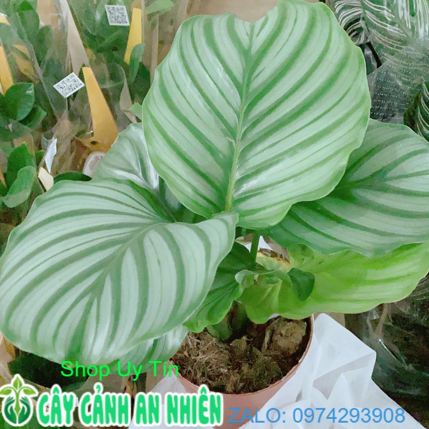 Đuôi Công Táo Xanh