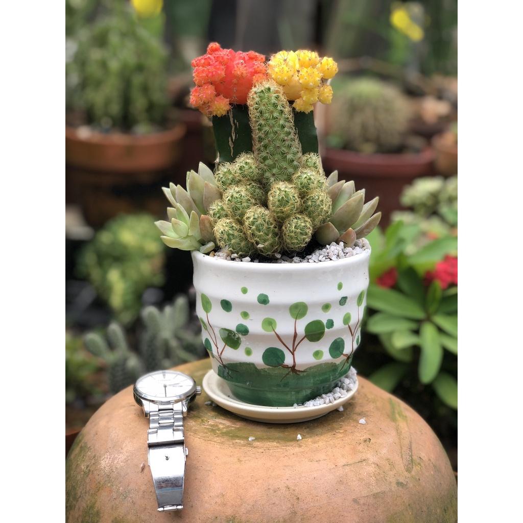 Chậu sứ xương rồng ghép