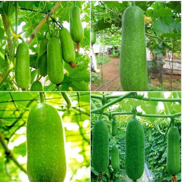 Combo 5 gói Hạt giống bí chanh lai F1 -gói 10 hạt - Tặng kèm gói phân bón lót