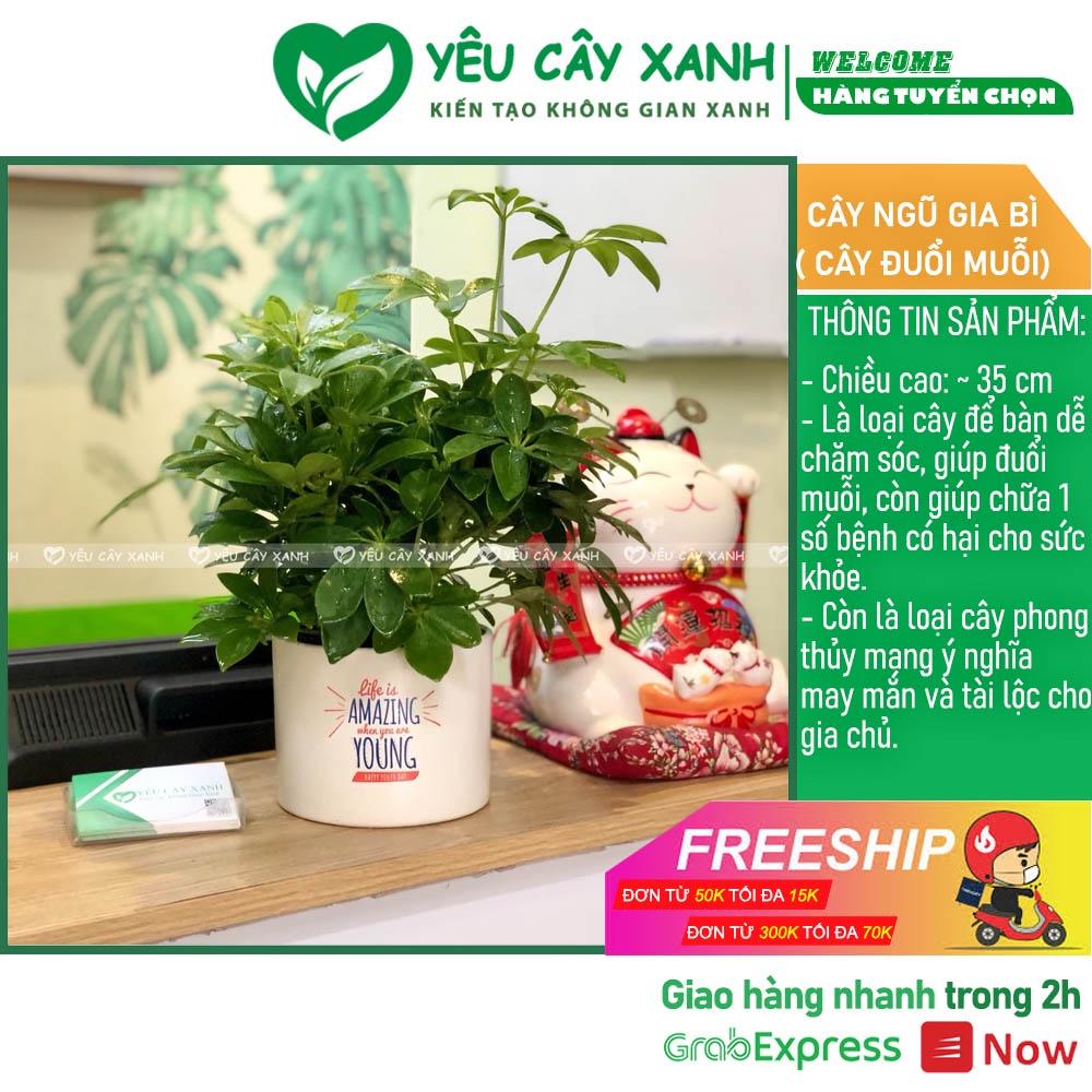 Cây Ngũ Gia Bì để bàn
