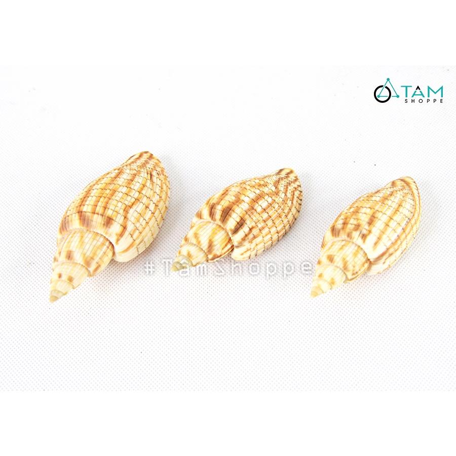 Vỏ ốc bắp trang trí phong cách biển HOS-21-21