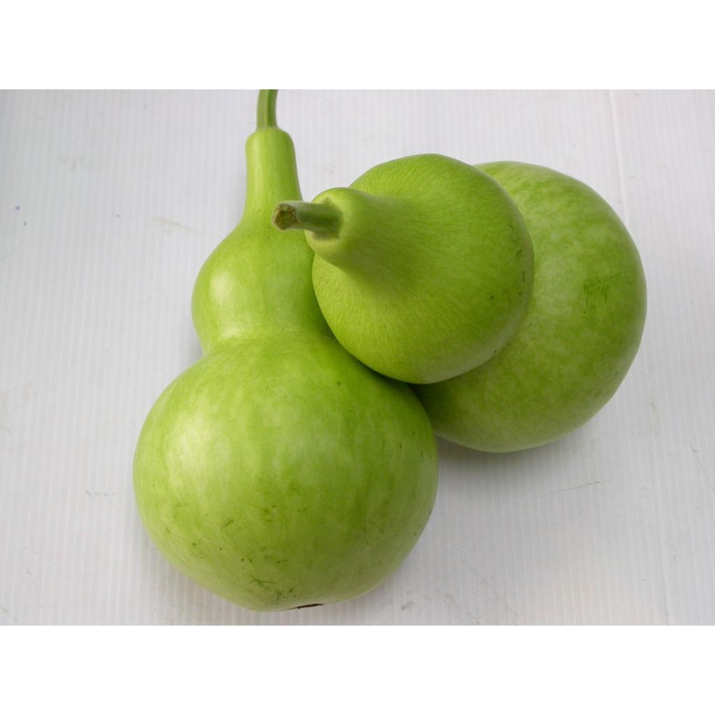 Hạt Giống Bầu Hồ Lô - Gói 10 Hạt