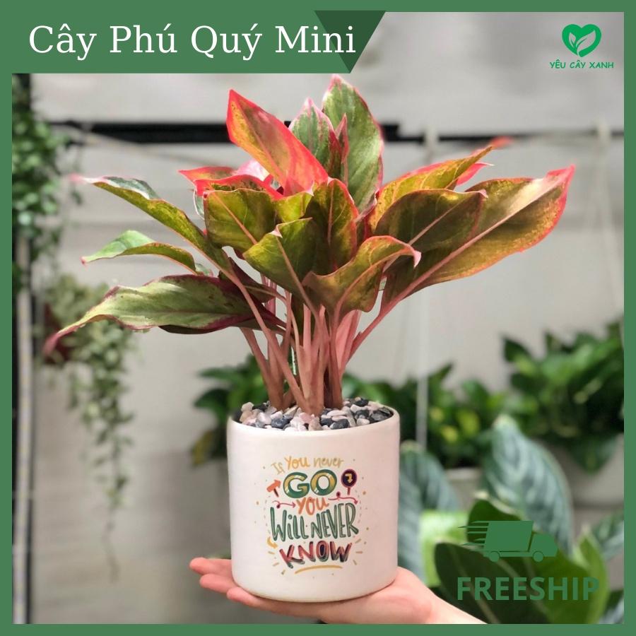 Cây Phú Quý để bàn mini