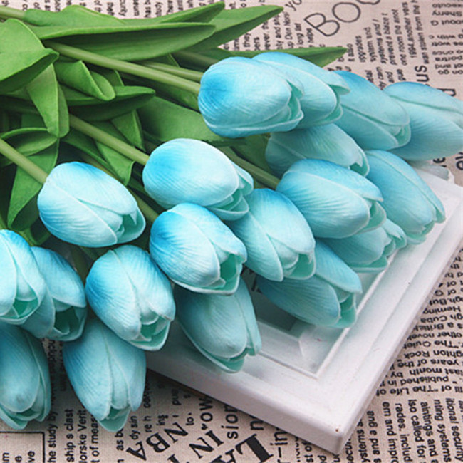 Hoa Tulip Hoa Tulip