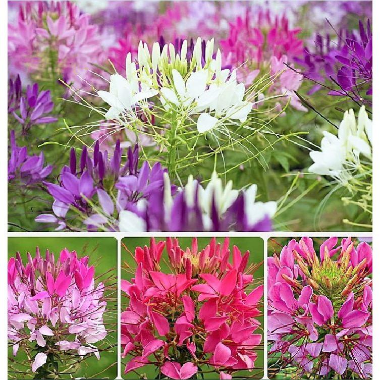 Hạt giống hoa Hồng Ri Mix nhiều màu - 30hạt/gói