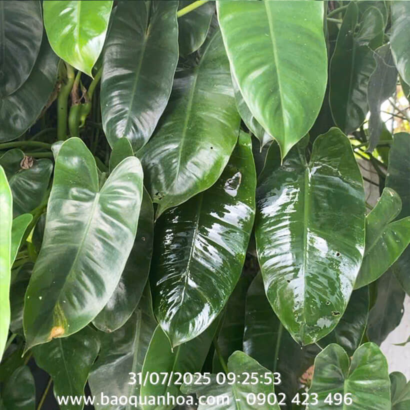 Xịt Bóng Lá hoa lan nhập khẩu Úc (chai lớn 840ml) hiệu Floral Leafshine Spray giúp bóng lá, cứng cáp lá và ngăn xỉn màu lá
