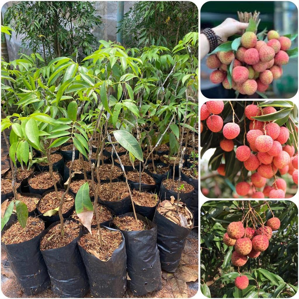 Cây giống Vải không hạt.