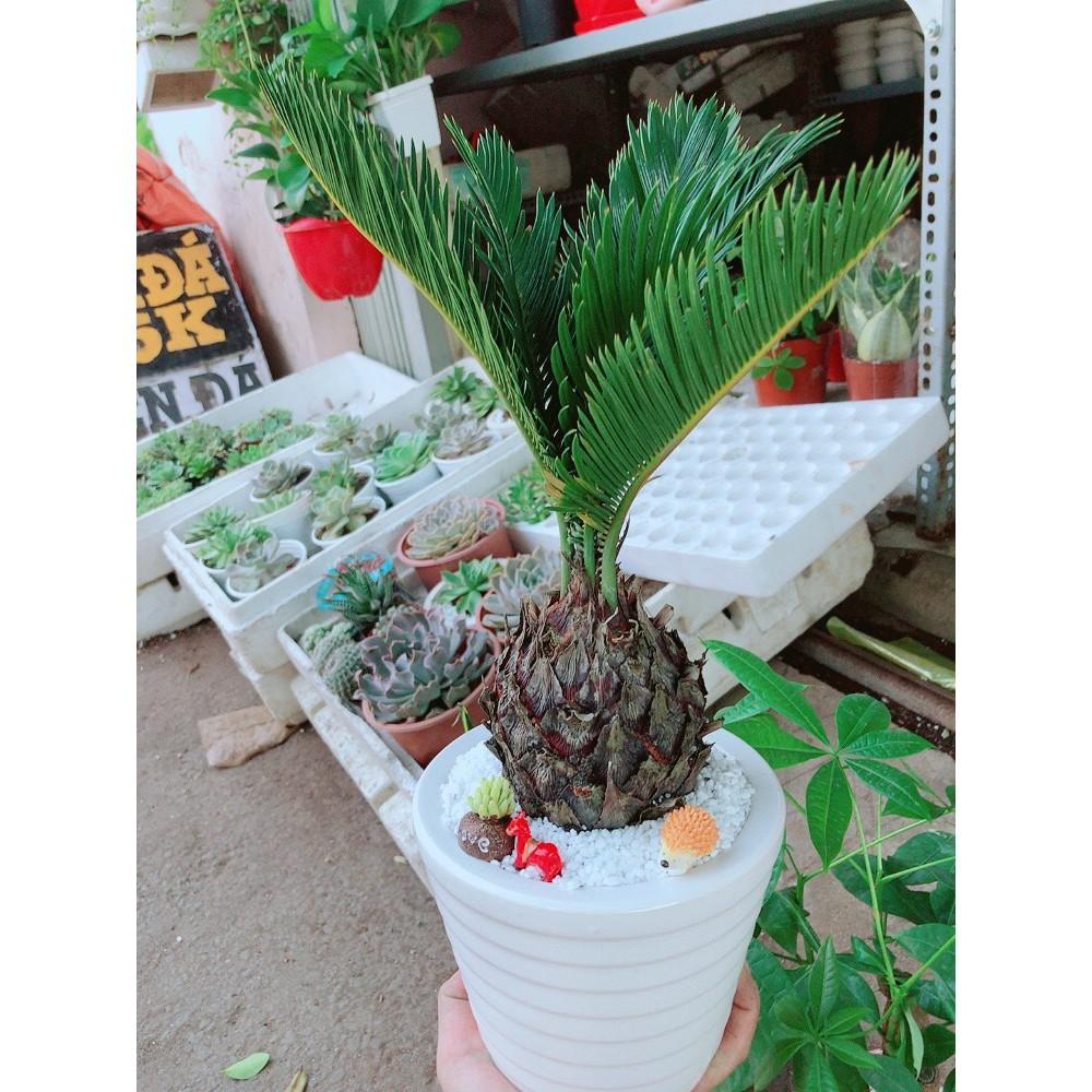 Chậu cây vạn tuế tiểu cảnh