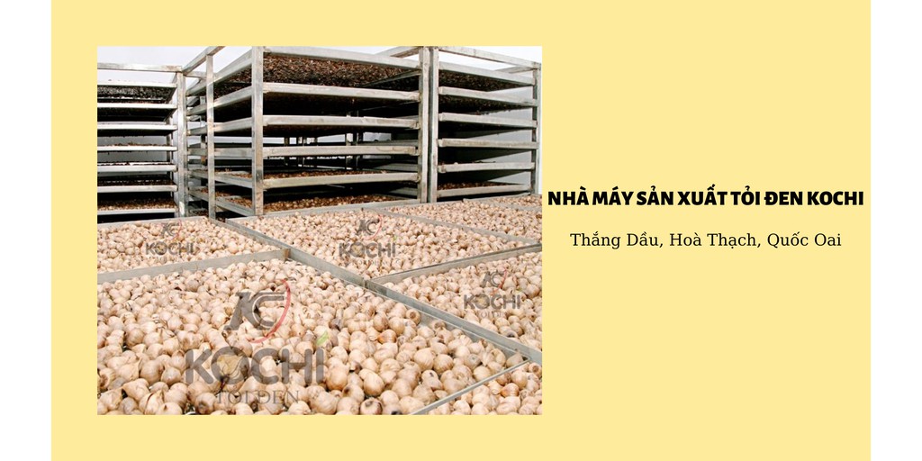 Combo 3 túi tỏi đen KOCHI cô đơn cao cấp 250g
