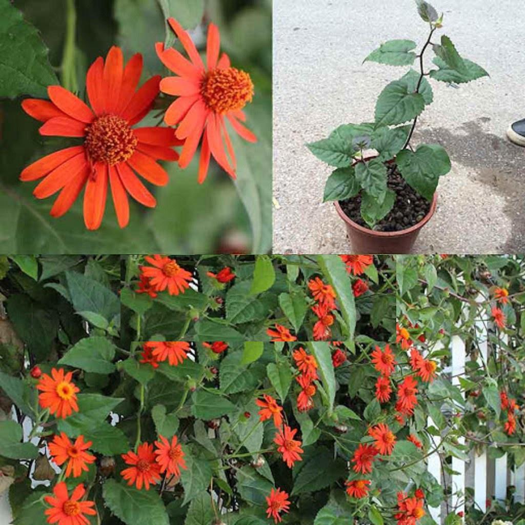 Hoa CÚC LEO MEXICO - Hoa đẹp, sai hoa, bầu 1 cây giống